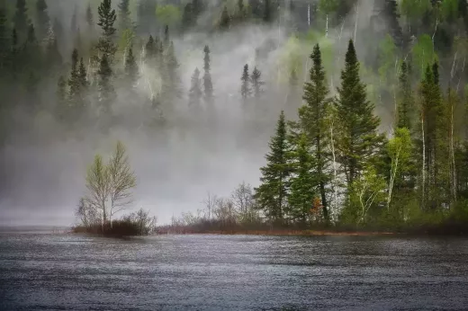 A Look at the Forest Ecosystem